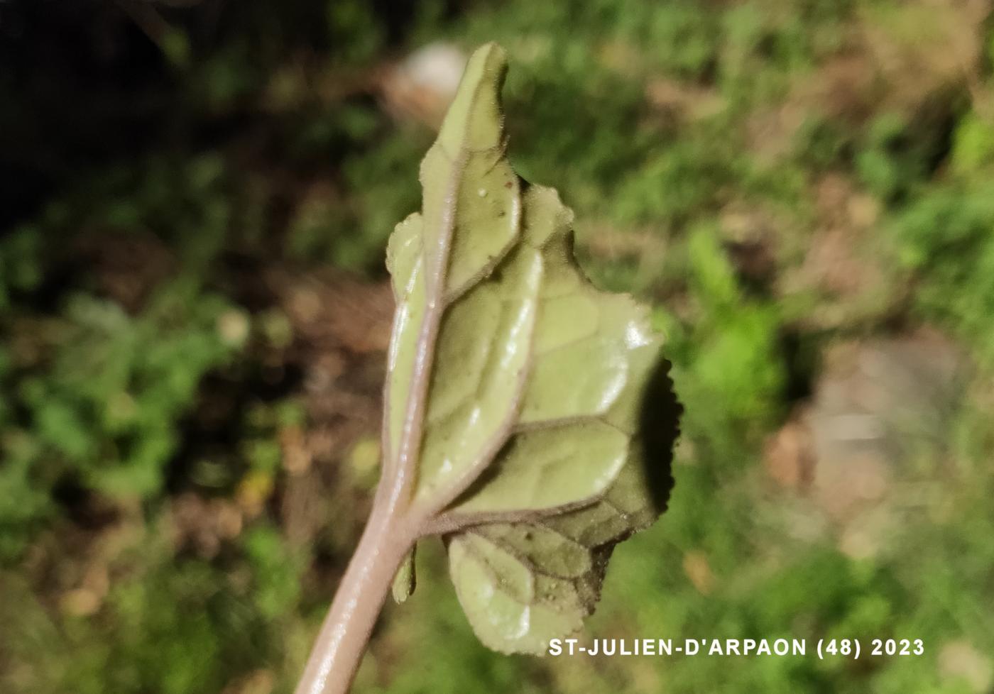 Cyclamen, Ivy-leaved leaf